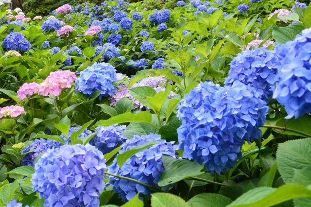 毎年人気の紫陽花祭り！京都・奈良エリアの見どころ完全ガイド