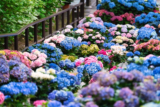 奈良の長谷寺で感じる紫陽花の魅力と見頃