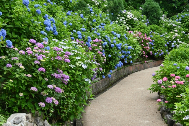 紫陽花の隠れ名所発見！京都で楽しむ梅雨の花たち