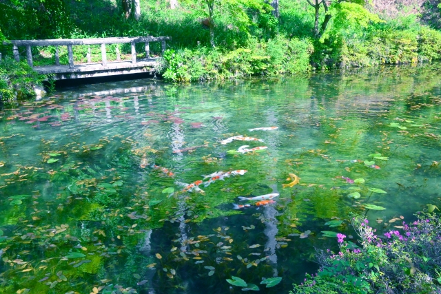 絵画のような風景を堪能!モネの池への行き方
